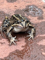 Primer plano de una rana sapo llanera. Leptodactylus latrans