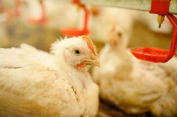 Adult broiler chickens in a poultry factory. Age 45 days