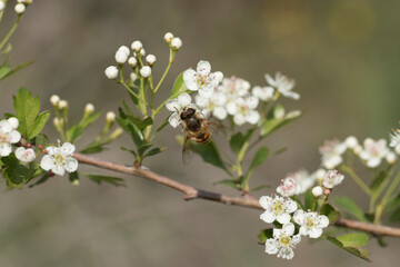 A fruitfly and a honeybee collecting nectar on hawthorn flowers