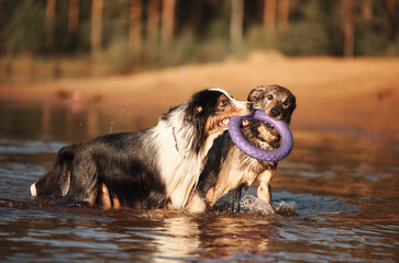 Two dogs s share a playful moment, tugging on a purple toy in the shimmering waters of a lake