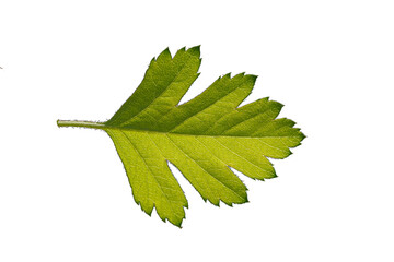 Fototapeta premium A fresh leaf of the known as oriental hawthorn (Crataegus orientalis), is a species of hawthorn native to the Mediterranean region