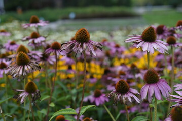 Fading autumn bright asters