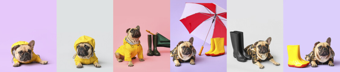 Set of cute dog in raincoat, with umbrella and gumboots on color background
