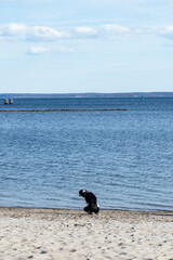 dog pooping on a beach 