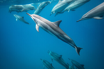 Maui Dolphins 