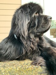 Newfoundland dog