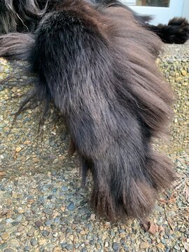 Newfoundland dog