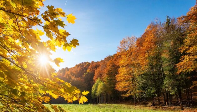 autumn leaves background on forest with blue sky and sun