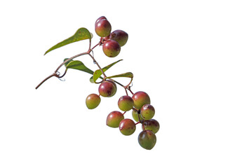 Fresh berries of the common smilax (Smilax aspera) , rough bindweed, sarsaparille, and Mediterranean smilax, is a species of flowering vine in the greenbriar family.