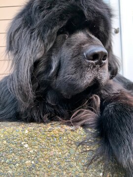 Newfoundland dog