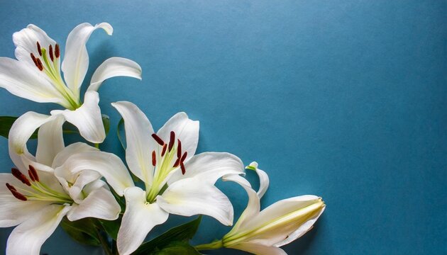 a white group of lily flowers isolated on a blue background horizontal wallpaper with large copy space for text condolence grieving card loss funerals support