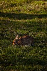brown rabbit in a meadow 