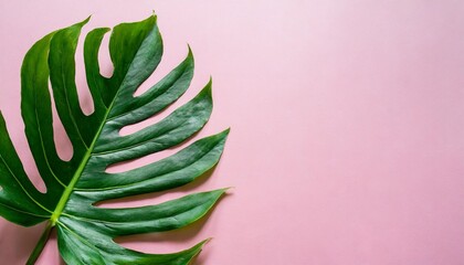 flat lay green leaf on a pink background for business copy space top view flora - obrazy, fototapety, plakaty