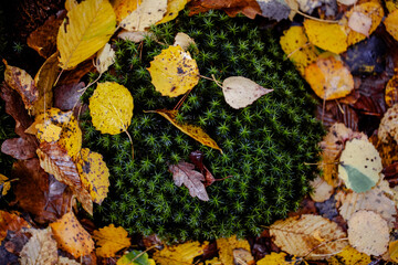 Autumn leaves on the ground. Close-up of moss growing in a damp forest.