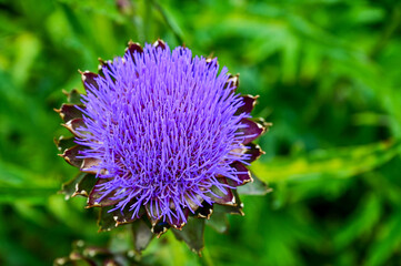 Artichoke (Cynara cardunculus), purple artichoke flower with blossom in the Sofiero Palace Gardens park in the Sofiero Castle, Sofiero Slott och Slottstr&auml;dgard, Helsingborg, Sweden