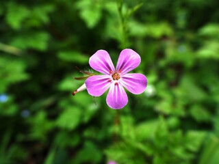 Fototapeta premium Flor rosa