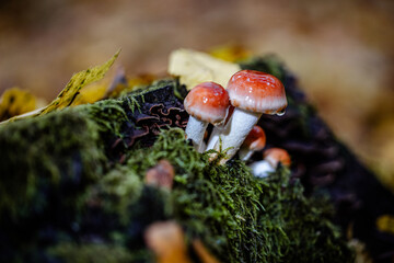 Gathering mushrooms. Mushrooms photo, forest photo, forest background.