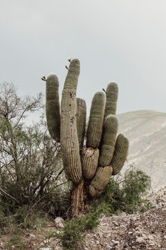 A huge specimen of cardon cactus, Pachycereus pringlei,  flowered in the Andes mountain range, Jujuy, Argentina.