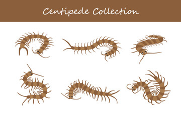 Obraz premium centipede collection. Vector illustration. Isolated on white background.