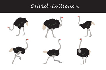 Fototapeta premium Ostrich collection. Vector illustration. Isolated on white background.