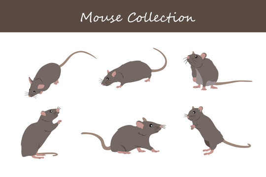 mouse collection. Vector illustration. Isolated on white background.