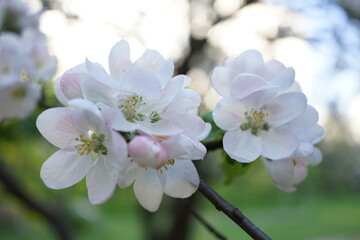 Apple blossom close-up. Apple blossoms on a tree branch