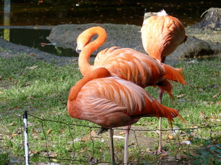 flamingos im zoo
