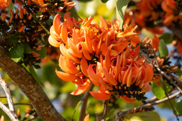 A tree with orange flowers is in full bloom