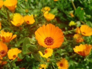 Beautiful yellow/ orange flowers in a meadow.