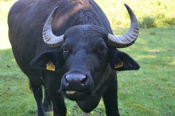 Schwarzer Wasserbüffel mit rausgestreckter Zunge und mächtigen Hörnern steht auf der Weide, Close Up