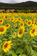 Obraz premium Campo di girasoli