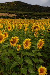 Fototapeta premium Campo di girasoli