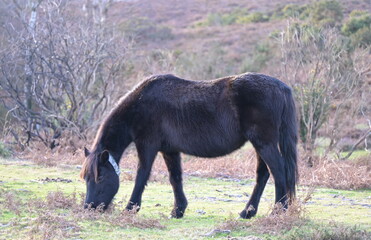 Gorgeous pony is grazing in New forest National park UK.