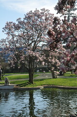 Obraz premium Blooming magnolia tree in the garden of Ihlamur Pavilion in Beşiktaş, Istanbul.
