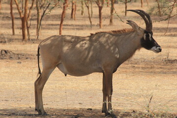 wildebeest in serengeti