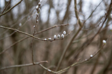 willow buds on the branch in the spring