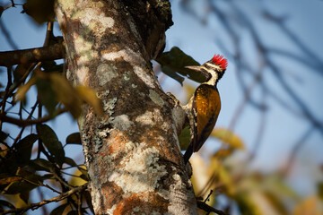 Black-rumped Flameback also Lesser golden-backed woodpecker or Lesser goldenback - Dinopium benghalense, colorful bird found in the Indian subcontinent - 763553438