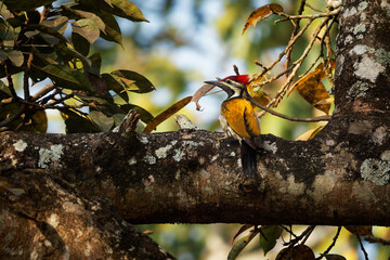 Black-rumped Flameback also Lesser golden-backed woodpecker or Lesser goldenback - Dinopium benghalense, colorful bird found in the Indian subcontinent - 763553496