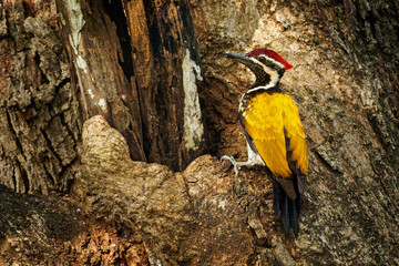 Black-rumped Flameback also Lesser golden-backed woodpecker or Lesser goldenback - Dinopium benghalense, colorful bird found in the Indian subcontinent - 763553600