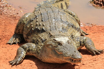 alligator in the swamp