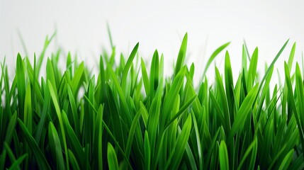 Fototapeta premium Dawn of Spring: Exquisite Detail of Fresh, Vibrant Green Grass as It Basks in the First Light of Dawn, Contrasted Against a Simple White Background.