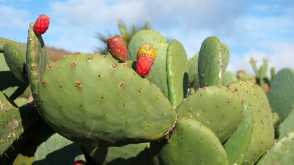 Prickly pear cactus with fruits called also Opuntia ficus-indica, Indian fig or Tuna growing wild in Teno Alto,Tenerife,Canary Islands,Spain.Selective focus.    