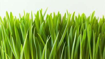Fototapeta na wymiar Luminous Blades of Life: Macro Photography of Fresh Spring Green Grass, Illuminated by the Soft, Golden Light of Dawn, Set Against a Stark White Background.