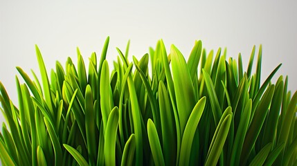 Fototapeta na wymiar Luminous Blades of Life: Macro Photography of Fresh Spring Green Grass, Illuminated by the Soft, Golden Light of Dawn, Set Against a Stark White Background.