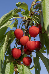 Cerises dans l'arbre	