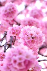 さくら　いろいろ