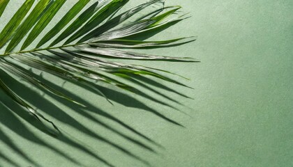 palm leaf on a green surface with shadow stylish background for presentation