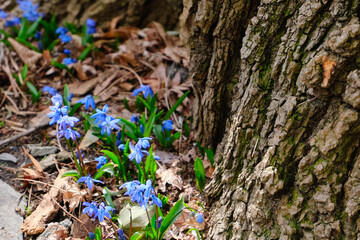 forest scilla flowers near the tree in the forest, first spring flowers - obrazy, fototapety, plakaty