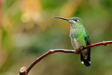 Booted racket-tail (Ocreatus underwoodii) Ecuador