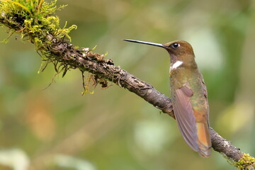 Fototapeta premium Brown inca (Coeligena wilsoni) Ecuador